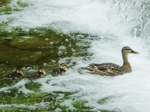 MAMSs0424 -1 馬橋上流