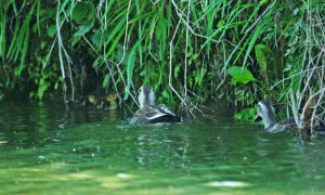 -7 下手からカルガモが