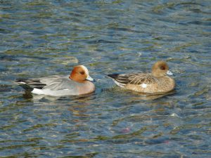 ヒドリガモ 4月8日 賀茂大橋下流