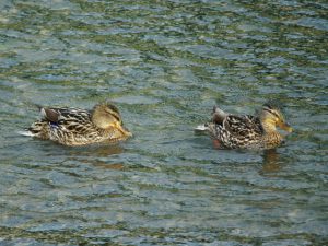 MAM0426 MB♀0426に近づく