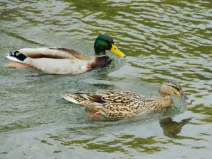 マガモ 4月7日 荒神橋上流