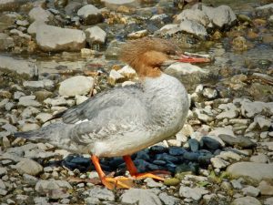 カワアイサ♀0408A 賀茂大橋下流