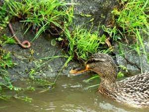 MAM0425 馬橋 ミミズを見つける