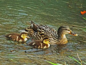 MAMSs0426 -1