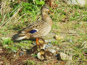 MAMSs0426 -2