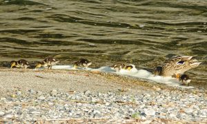 MAM-MASs0421 とてもおいし泡 馬橋上流