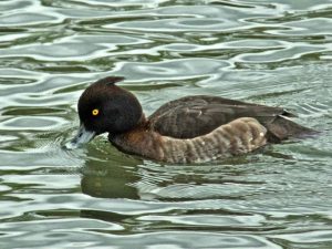 キンクロハジロ♀ 4月7日 賀茂大橋下流