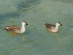 カルガモ 4月8日 荒神橋