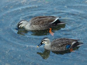 カルガモ 4月9日 賀茂大橋下流