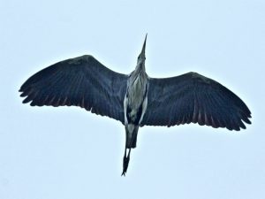 アオサギ 4月24日 河合橋