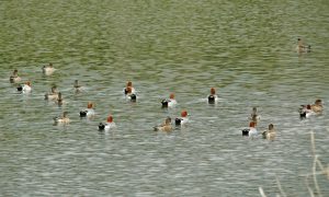 ヒドリガモ 4月7日 賀茂大橋下流