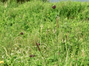 ノビルとヘラオオバコ 5月27日 賀茂大橋