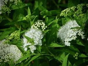 白い花のシモツケ 5月25日 荒神橋