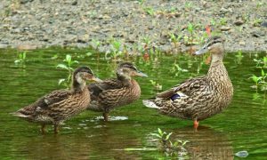 MCMSs 5月31日 丸太町橋