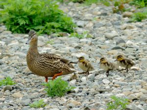 MCMSs 子は3羽に 5月3日 丸太町橋