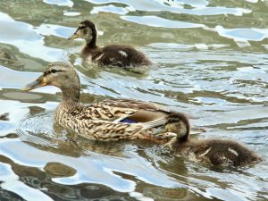 MDMSs -1 5月19日 御池大橋