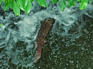 オオサンショウウオ ５月29日 河合橋