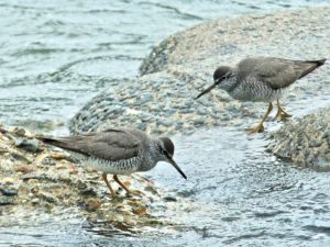 キアシシギ 5月9日 賀茂大橋
