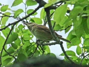 ？ 5月9日 賀茂大橋下流