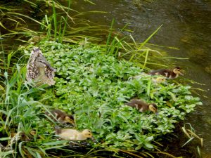 母はマガモに見えるが黄色の子もいる例 2016年6月 落合川