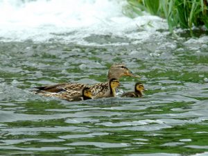 -18 3羽の子が合流