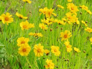 オオキンケイギク 5月17日 丸太町橋 2