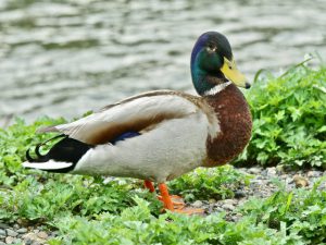 One-eyed Duck 丸太町橋