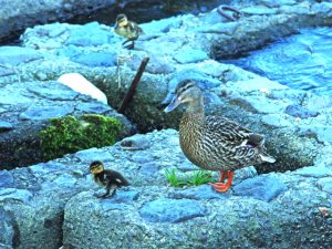 MCMSs -1 荒神橋下流 5月4日