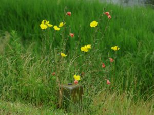 ？ 5月31日 荒神橋下流