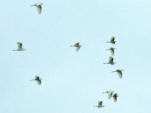 アマサギ 5月28日 賀茂大橋