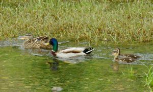 MCMSs -2 One-eyed Duckにつきまとわれる母親