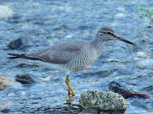 キアシシギ 5月16日 加茂大橋
