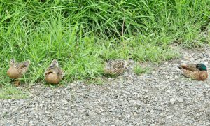 5 MES2は左手からくる別の♂を避けようと動きはじめる