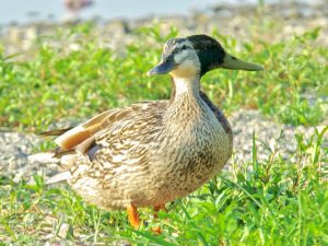 マガモ カップル 6月3日 丸太町橋