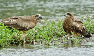 ウリボウ（？）をついばむ荒神橋のカップル 6月9日