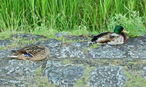 マガモ カップル ６月3日 二条大橋