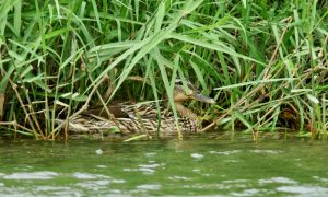 MGMSs 6月13日 御池大橋