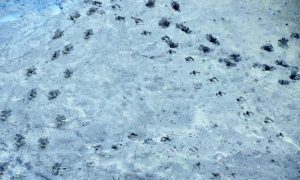 足跡 6月13日 今出川分流放流口