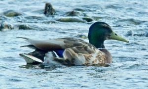 ME♂ 6月3日 丸太町橋