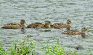 MHSs 6月12日 御池大橋