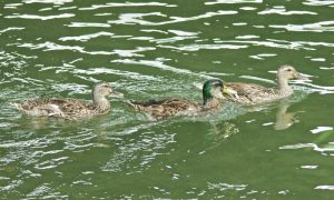 M♀6, M♂7, M♀8 丸太町橋 7月30日