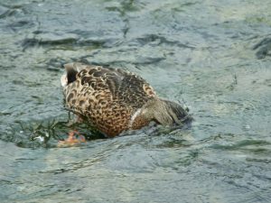 M♀7 荒神橋下流 7月26日