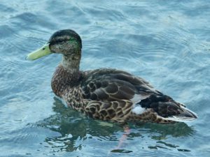マガモ♂幼鳥 7月11日 河合橋