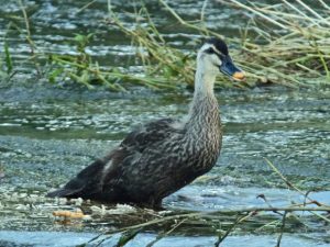 KASsの1羽 7月11日 河合橋