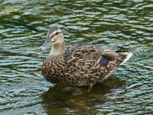 M♀1 河合橋 7月26日