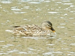 M♀30 丸太町橋下流 7月30日
