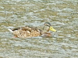 M♂26 丸太町橋下流 7月30日