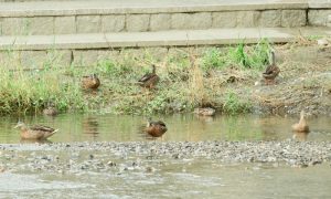 M18ーM25 丸太町橋 7月30日