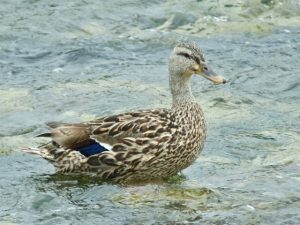 M♀9 荒神橋下流 7月26日