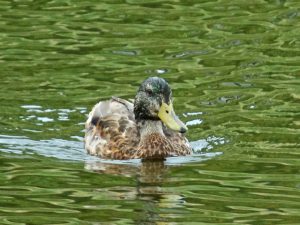 M♂20 丸太町橋下流 7月26日